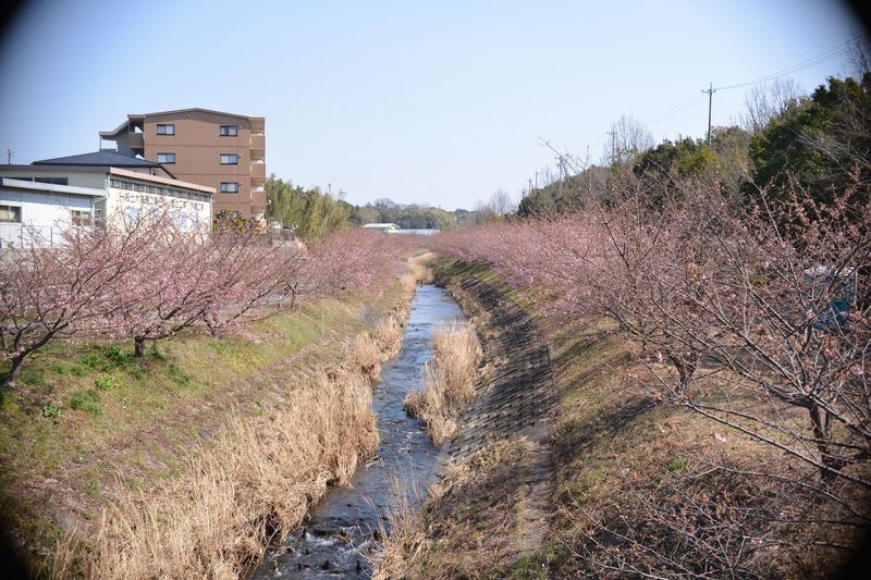 花川01.jpg
