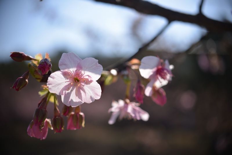 花川02.jpg