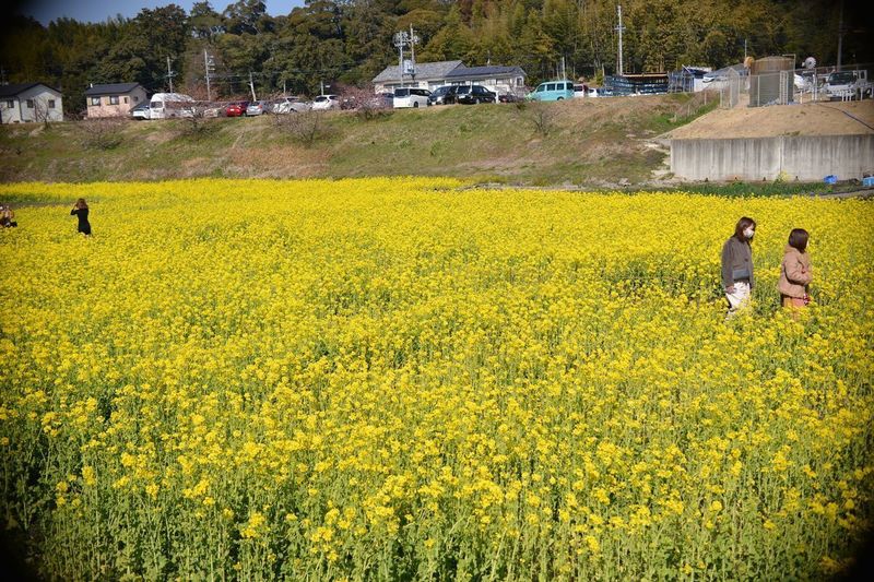 花川03.jpg