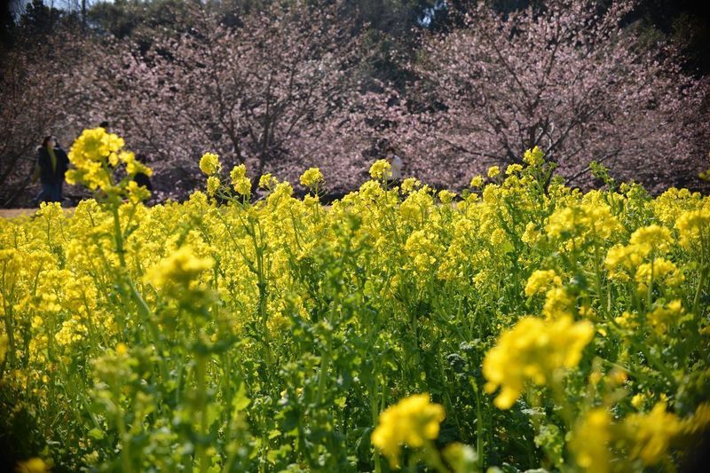花川04.jpg