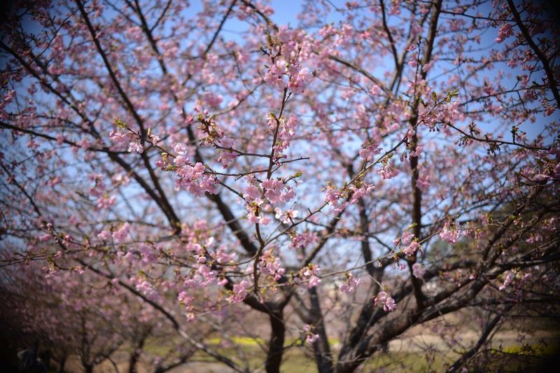 花川08.jpg