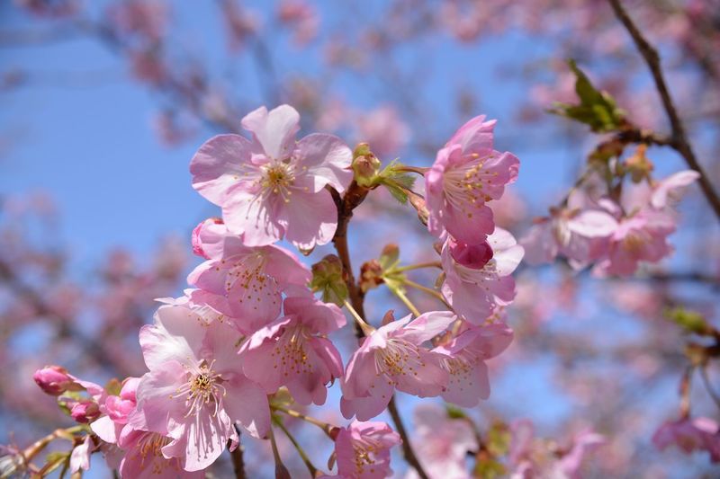 花川09.jpg