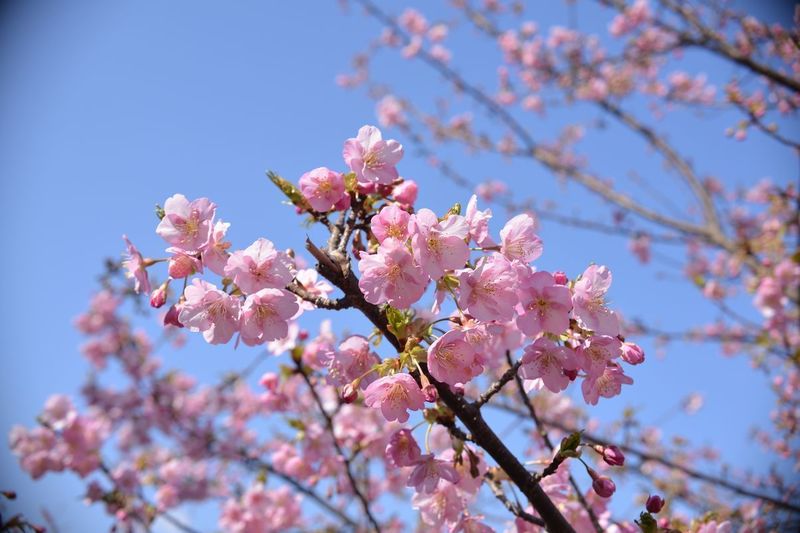 花川10.jpg