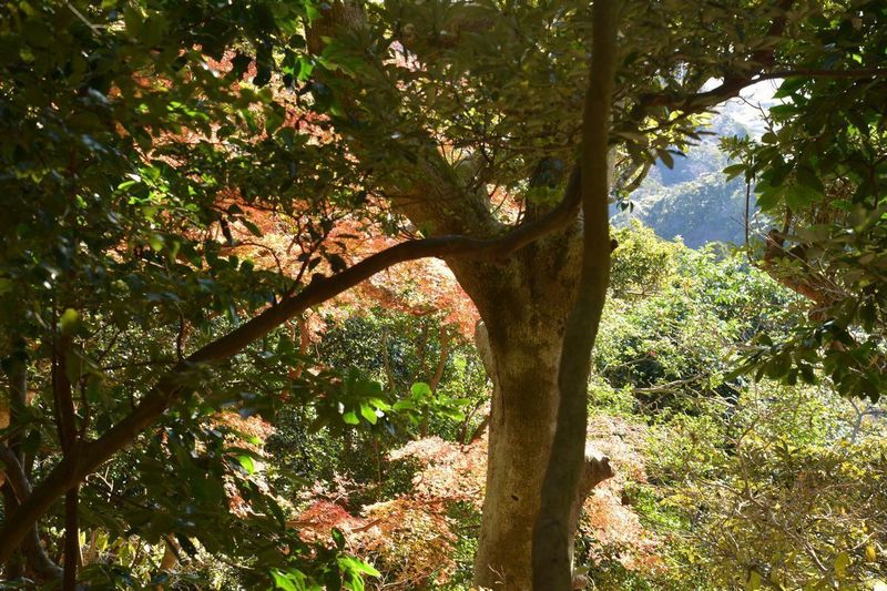 27鋸山.jpg