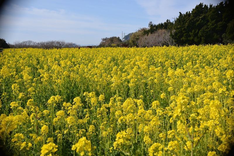 11菜の花G.jpg