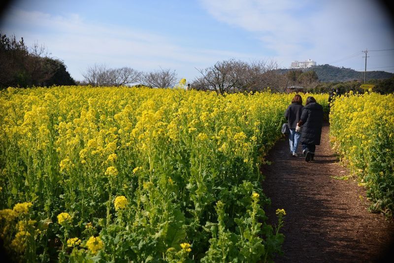 13菜の花G.jpg