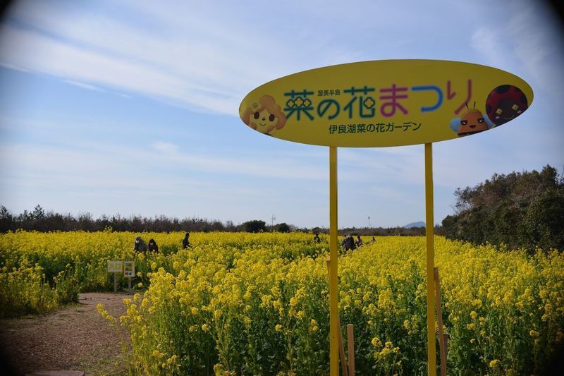 15菜の花G.jpg
