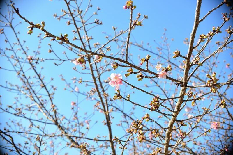 02東大山河津桜.jpg