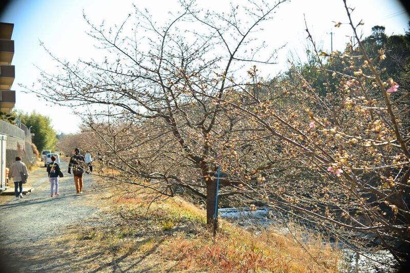 03東大山河津桜.jpg
