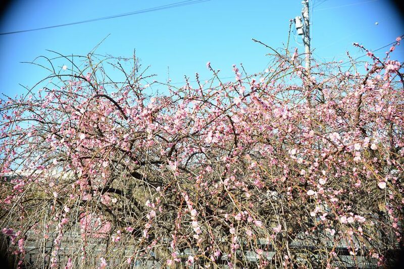 04東大山河津桜.jpg