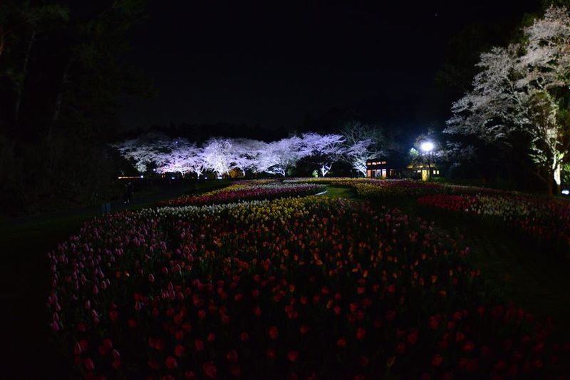18Fパーク.jpg